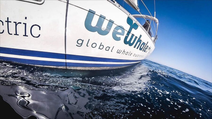 Denia: Whale and Dolphin Watching Morning Experience - Who will enjoy this morning most