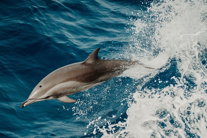 Depart Saint Raphaël: Meet the Dolphins - Key points before you book