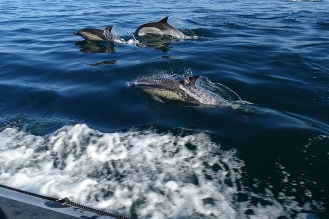 Depart Saint Raphaël: Meet the Dolphins - What the four-hour search is really like