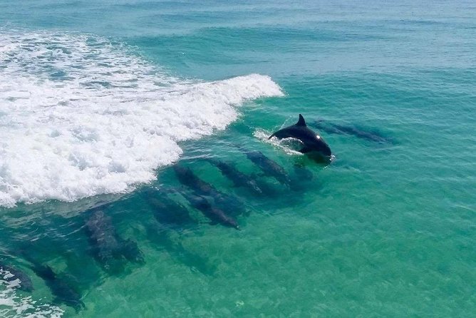 Destin Dolphin Cruise - Key points at a glance