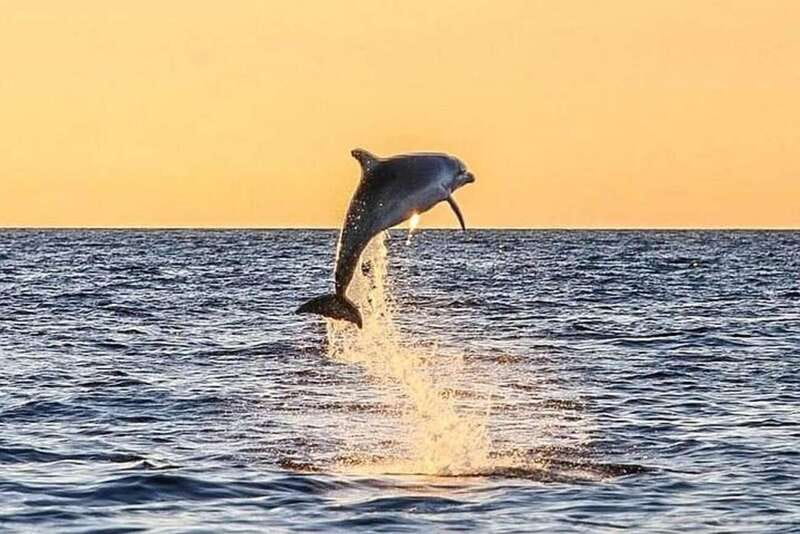 Destin: Dolphin Watching Cruise - Looking for dolphins in open water