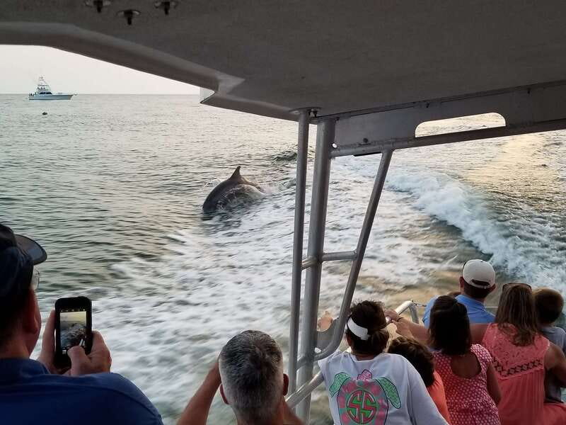 Destin: Dolphin Watching Cruise - Who should book this cruise