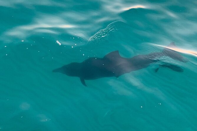 Destin Harbor Sunset Eco Dolphin Cruise - The 90-minute route through Destin Harbor and beyond