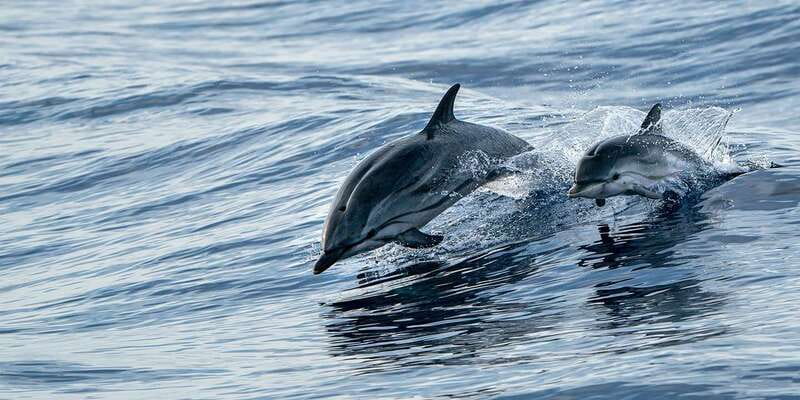 Destin: Snorkeling Cruise with 2 Stops and Dolphin Watching - The Final Stop And Fish Feeding