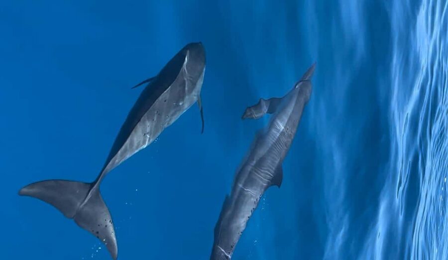Dhiffushi Dolphin Cruise - Key points before you book