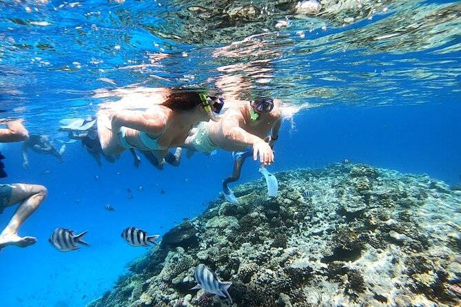 Discover the Magic in Snorkeling Expedition to Dolphin House - Dolphin House is the reason to go