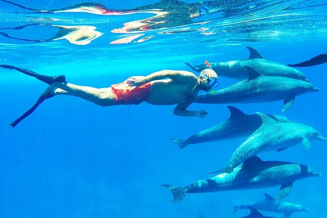 Discover the Magic in Snorkeling Expedition to Dolphin House - The dolphin encounter requires realistic expectations
