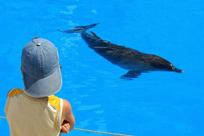 Discover the Magic in Snorkeling Expedition to Dolphin House - Booking and cancellation details