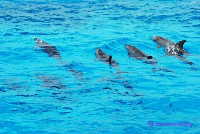 Discover the Magic in Snorkeling Expedition to Dolphin House - Two snorkeling stops give the reef time to show itself