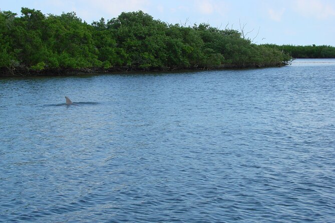 Discovery Dolphin Boat Tour - The best seasons for birds and manatees