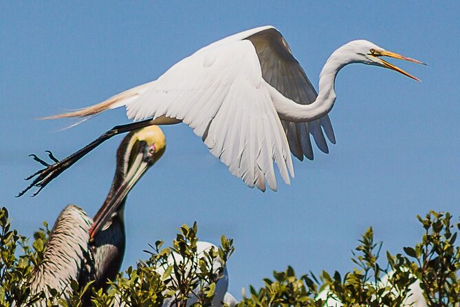 Discovery Dolphin Boat Tour - Why the $40 price makes sense