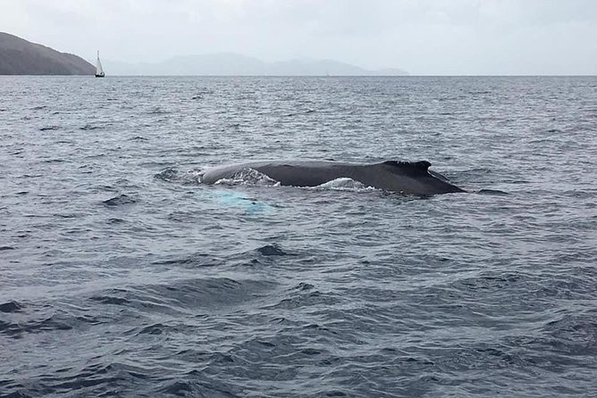 Discovery of dolphins on the Caribbean coast - The boat size makes a real difference