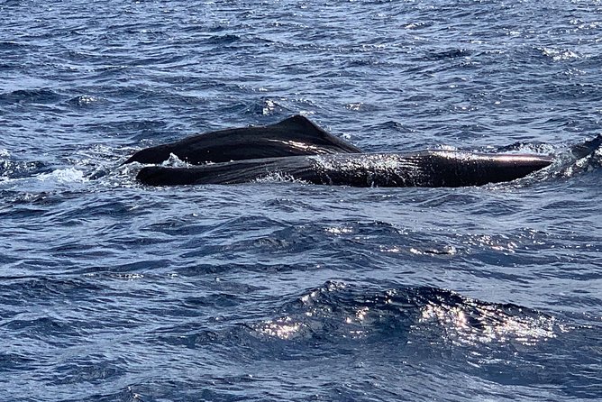 Discovery of dolphins on the Caribbean coast - Snorkeling details worth checking