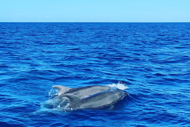 Discovery of dolphins on the Caribbean coast - Creole snacks, planter, and the social side of the trip
