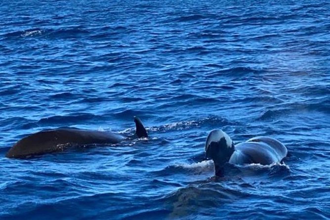 Discovery of dolphins on the Caribbean coast - Should you book Discovery of Dolphins on the Caribbean Coast?
