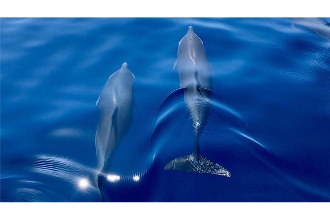 Discovery of dolphins on the Caribbean coast - Bellefontaine, the bat cave, and the swimming stop