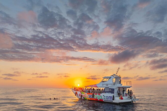 Dolphin Adventure: Fast Boat Dolphin Watching in Mallorca - Key points to know before you book