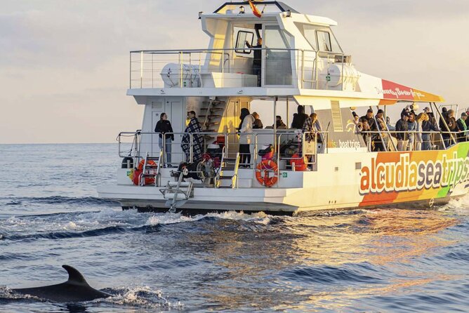 Dolphin Adventure: Fast Boat Dolphin Watching in Mallorca - Why Port dAlcudia is a good starting point