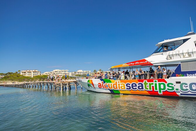 Dolphin Adventure: Fast Boat Dolphin Watching in Mallorca - The main event: 20 to 40 minutes with wild dolphins