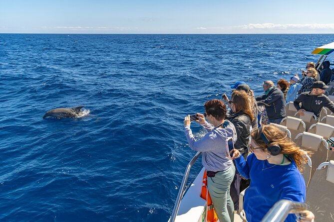 Dolphin Adventure: Fast Boat Dolphin Watching in Mallorca - Crew service and the mood on board
