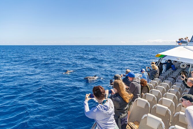 Dolphin Adventure: Fast Boat Dolphin Watching in Mallorca - The optional swim stop and the four-hour question
