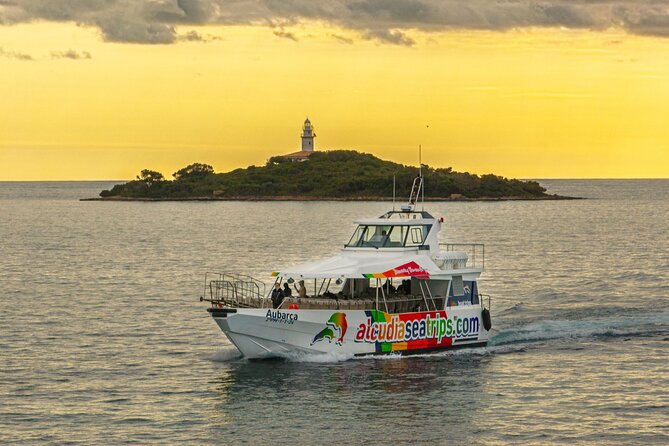 Dolphin Adventure: Fast Boat Dolphin Watching in Mallorca - What the $83.44 price really buys you