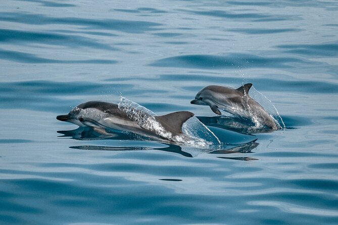 Dolphin Adventure in Sotogrande with Drink Included - Key points before you book
