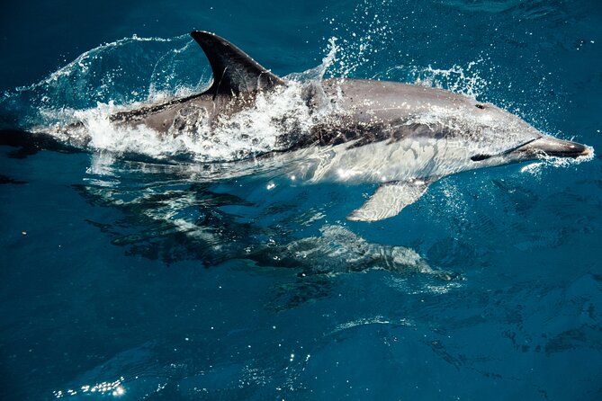 Dolphin Adventure in Sotogrande with Drink Included - Leaving from Sotogrande’s marina