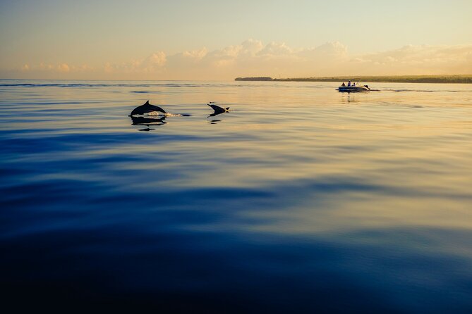 Dolphin Adventure in Sotogrande with Drink Included - La Alcaidesa and La Línea: Gibraltar comes into view