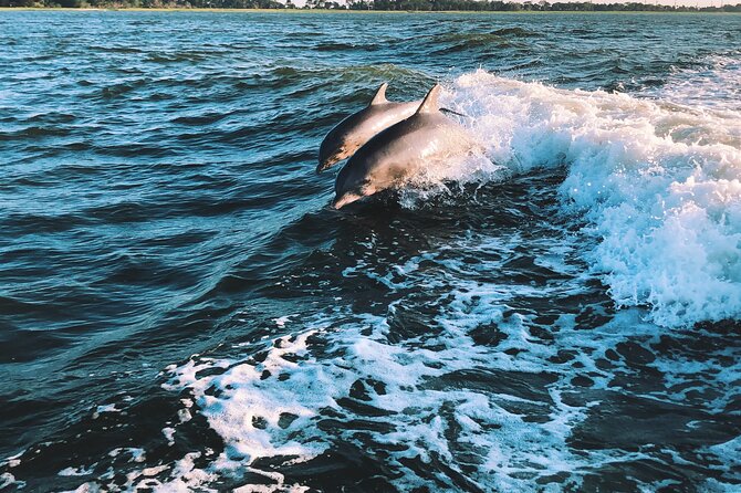 Dolphin Adventure in Sotogrande with Drink Included - Punta Chullera and Playa de la Chullera