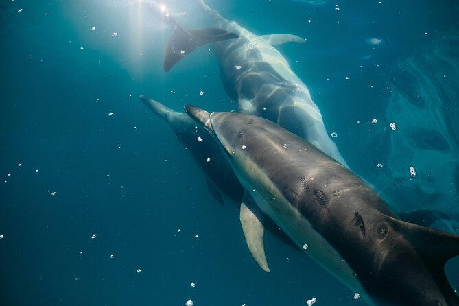 Dolphin Adventure in Sotogrande with Drink Included - Returning toward Sotogrande and the Rock of Gibraltar