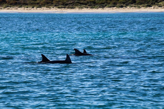 Dolphin Adventure in Sotogrande with Drink Included - What marine life might you see?