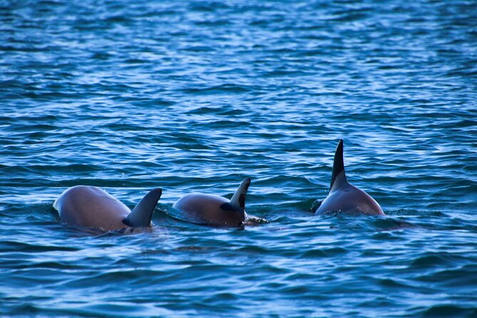 Dolphin Adventure in Sotogrande with Drink Included - Price, group size, and what is included