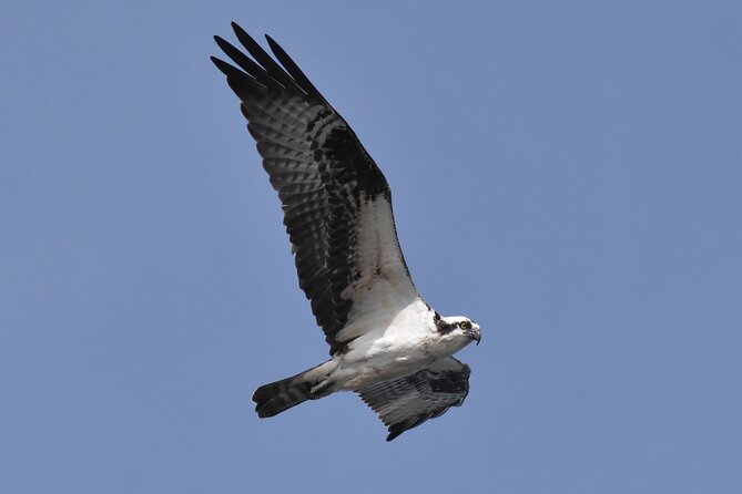 Dolphin and Bird Watching Ecotour Cruise - Who will enjoy this cruise most?