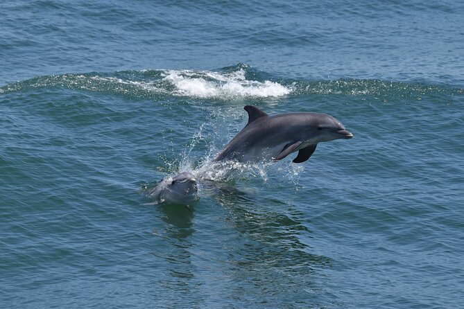 Dolphin and Bird Watching Ecotour Cruise - Watching dolphins from both sides of the boat