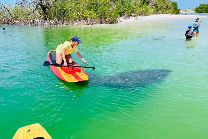 Dolphin and Manatee Adventure Tour of Fort Myers - Key points to know before you book