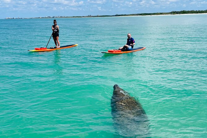 Dolphin and Manatee Adventure Tour of Fort Myers - What the Fort Myers paddleboard adventure is really like