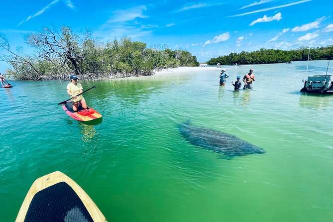 Dolphin and Manatee Adventure Tour of Fort Myers - How the guides handle beginners and mixed abilities