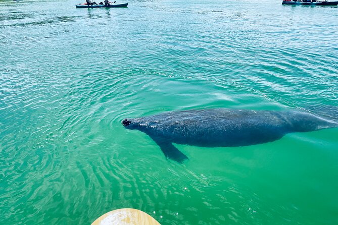Dolphin and Manatee Adventure Tour of Fort Myers - The value of $65 for two hours