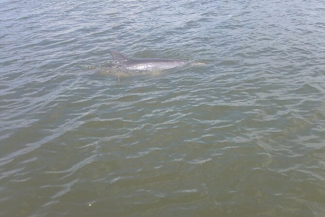 Dolphin and Manatee Adventure Tour of Merritt Island - Kayak or paddle board: which fits you?