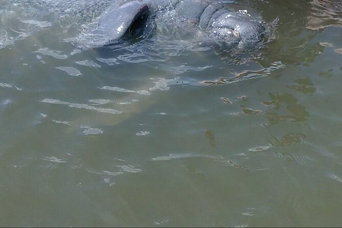 Dolphin and Manatee Adventure Tour of Merritt Island - Booking, weather, and meeting details
