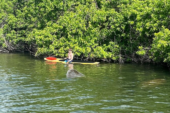 Dolphin and Manatee Adventure Tour of Merritt Island - What the $65 price gets you
