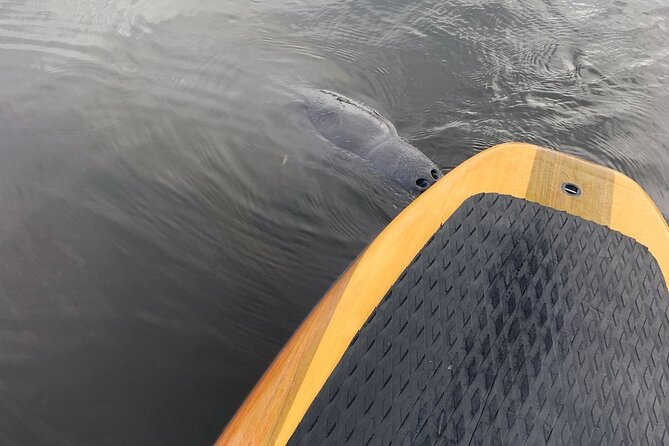 Dolphin and Manatee Adventure Tour of Naples with Florida History - Key points to know before you go
