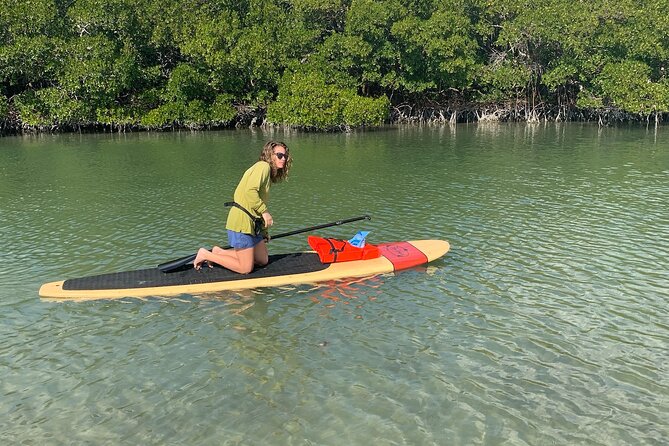 Dolphin and Manatee Adventure Tour of Naples with Florida History - Wildlife sightings: what you might see