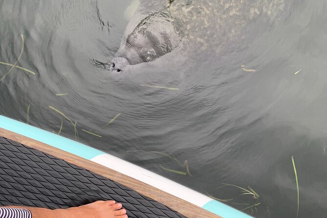 Dolphin and Manatee Adventure Tour of Naples with Florida History - How the two-hour route feels