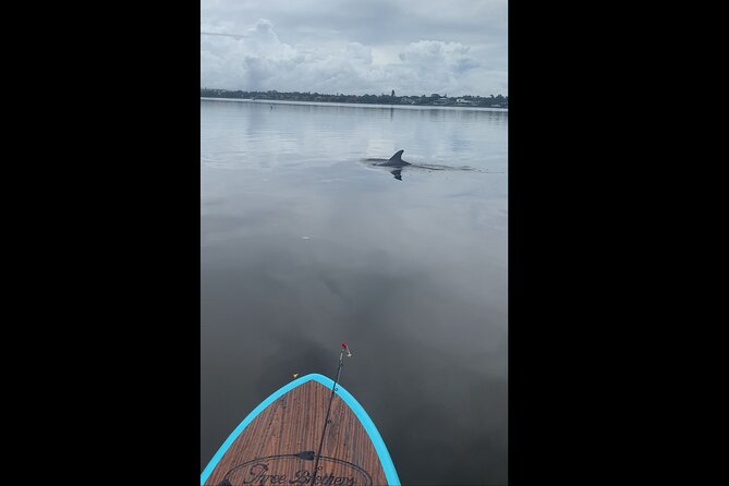 Dolphin and Manatee Adventure Tour of Naples with Florida History - Who will enjoy this most