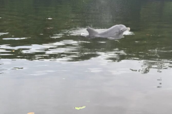 Dolphin and Manatee Adventure Tour of Sarasota with Olde Florida History! - What the two-hour route is really about