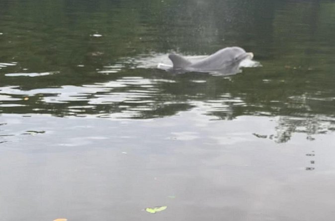 Dolphin and Manatee Adventure Tour of Sarasota with Olde Florida History! - Manatees, turtles, and the clear water