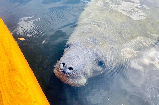 Dolphin and Manatee Adventure Tour of Sarasota with Olde Florida History! - The guide makes a big difference