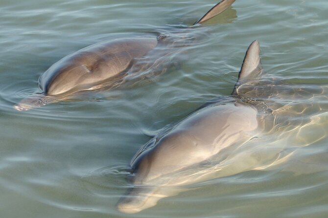Dolphin and Manatee Clear Kayak or Paddleboard Tour - Key points to know before you paddle